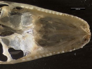 Media type: image;   Herpetology R-131690